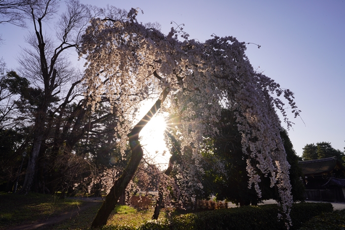 御所_近衛邸跡_糸桜_2023_02　No3