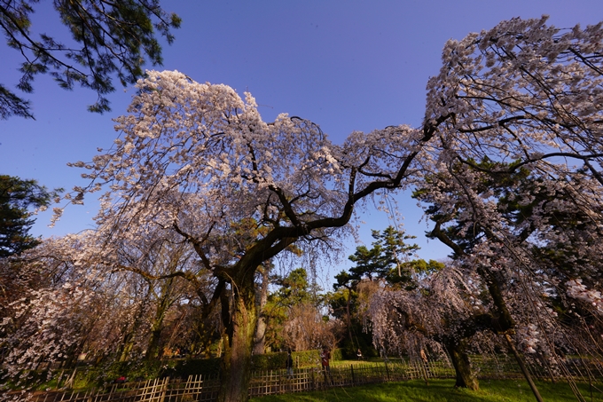 御所_近衛邸跡_糸桜_2023_02　No4