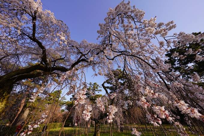 御所_近衛邸跡_糸桜_2023_02　No5