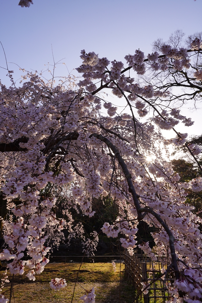 御所_近衛邸跡_糸桜_2023_02　No6