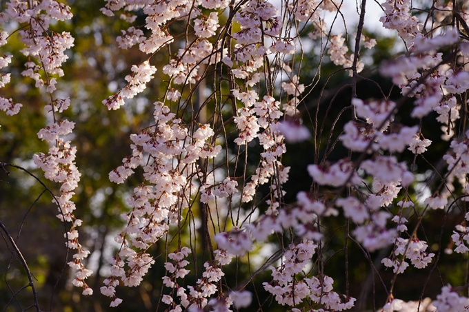 御所_近衛邸跡_糸桜_2023_02　No8