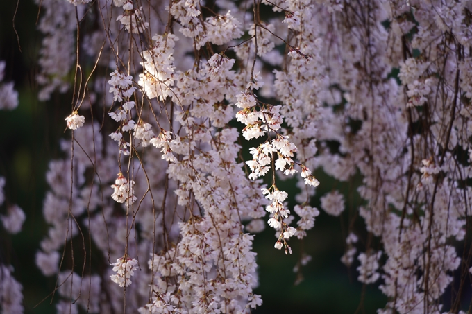 御所_近衛邸跡_糸桜_2023_02　No10