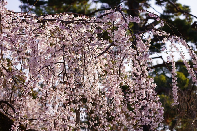 御所_近衛邸跡_糸桜_2023_02　No16