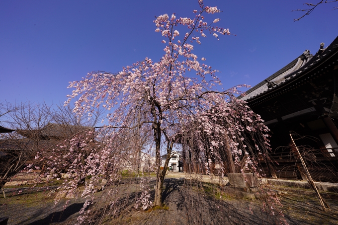 立本寺_糸桜_2023　No2