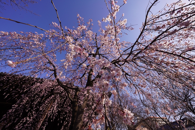 立本寺_糸桜_2023　No4