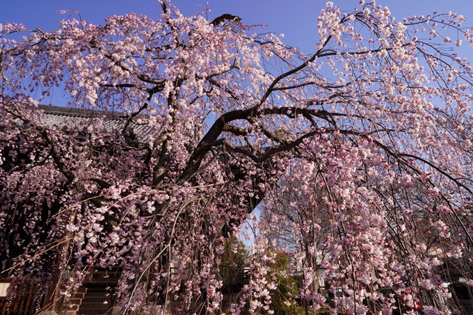 立本寺_糸桜_2023　No5