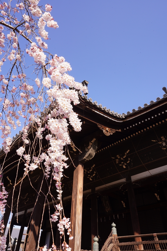 立本寺_糸桜_2023　No6