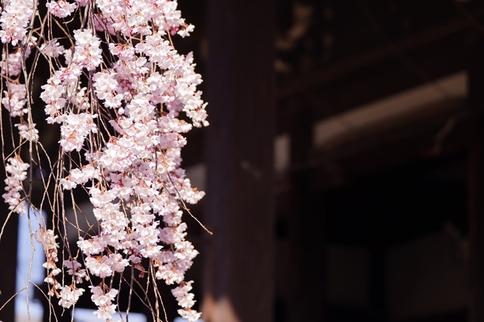 立本寺_糸桜_2023　No7