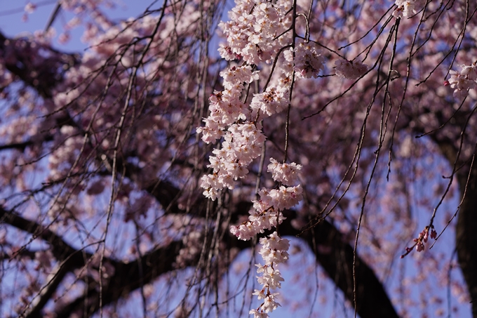 立本寺_糸桜_2023　No8