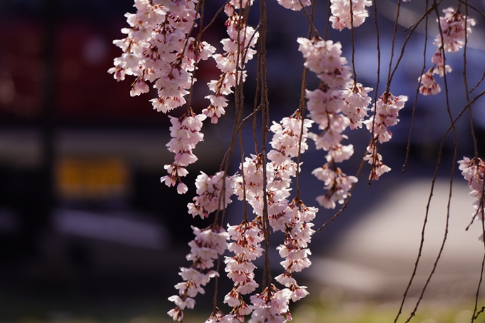 立本寺_糸桜_2023　No9