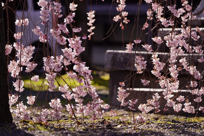 立本寺_糸桜_2023　No10