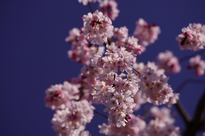 立本寺_糸桜_2023　No12