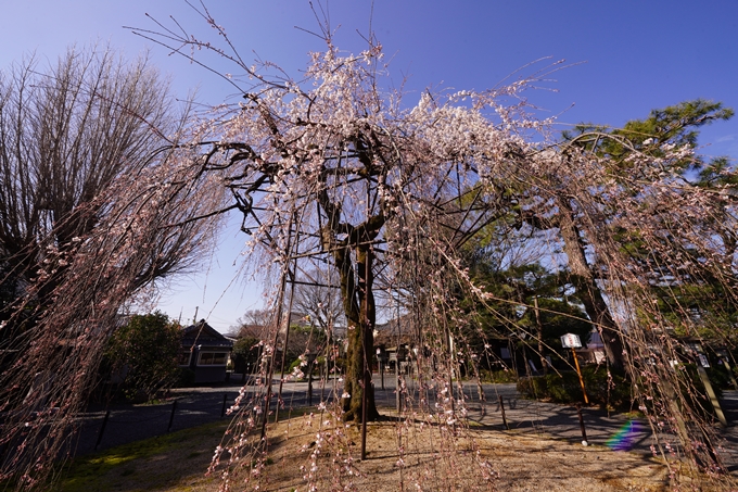 千本釈迦堂_阿亀桜_2023　No5