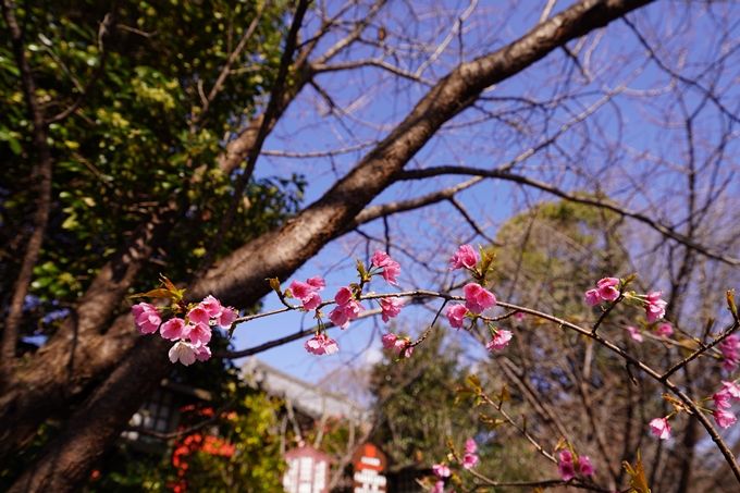 千本釈迦堂_阿亀桜_2023　No10