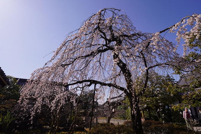 上品蓮台寺_桜_2023　No2