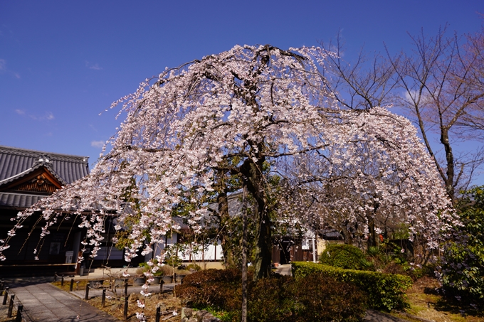 上品蓮台寺_桜_2023　No3