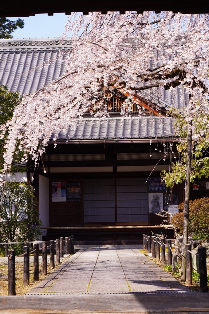 上品蓮台寺_桜_2023　No4