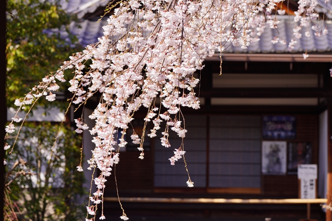 上品蓮台寺_桜_2023　No5