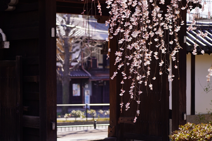 上品蓮台寺_桜_2023　No6