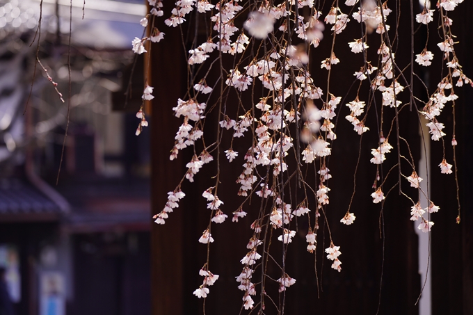 上品蓮台寺_桜_2023　No7