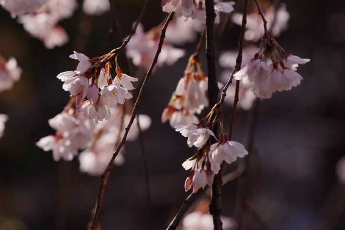 上品蓮台寺_桜_2023　No8