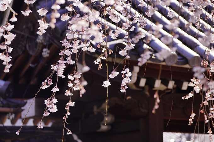 上品蓮台寺_桜_2023　No9