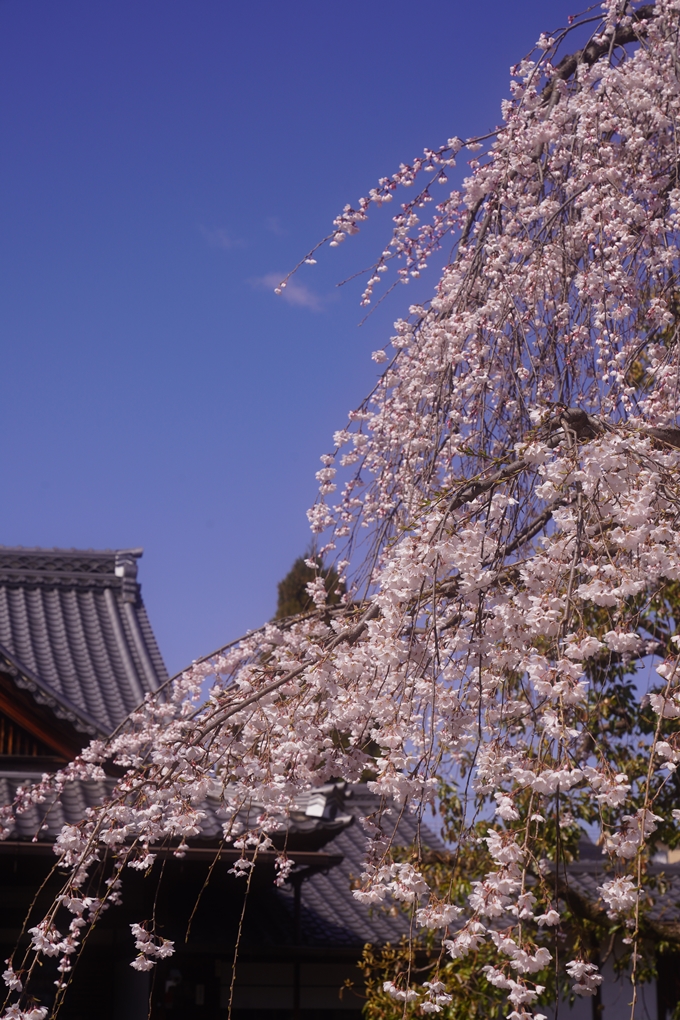 上品蓮台寺_桜_2023　No10