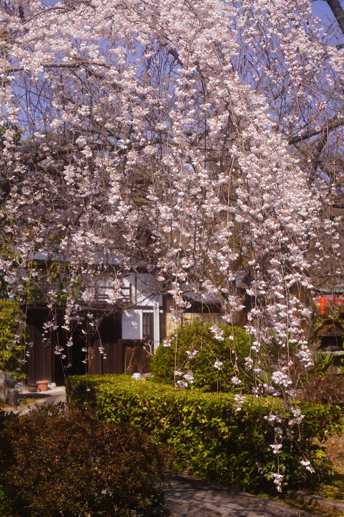 上品蓮台寺_桜_2023　No11