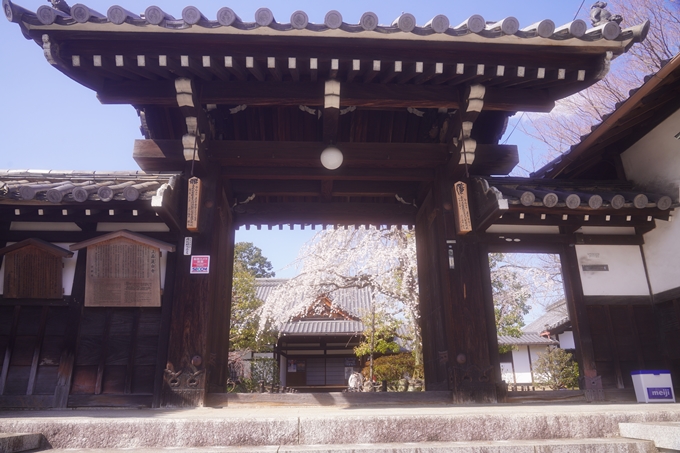 上品蓮台寺_桜_2023　No12