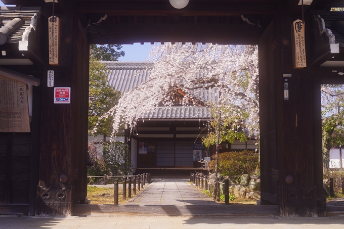 上品蓮台寺_桜_2023　No13