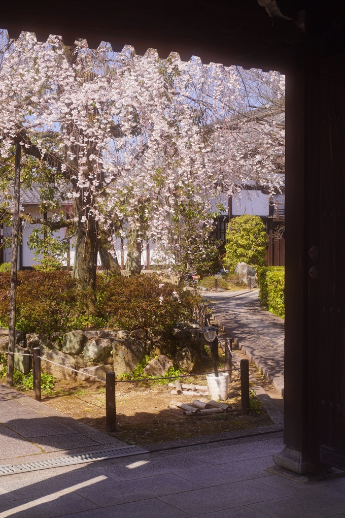 上品蓮台寺_桜_2023　No14