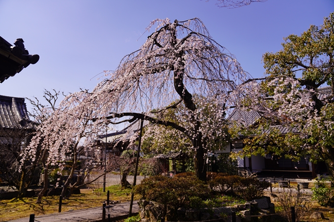 上品蓮台寺_桜_2023　No15