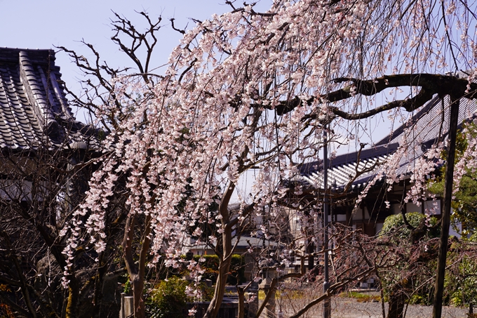 上品蓮台寺_桜_2023　No16