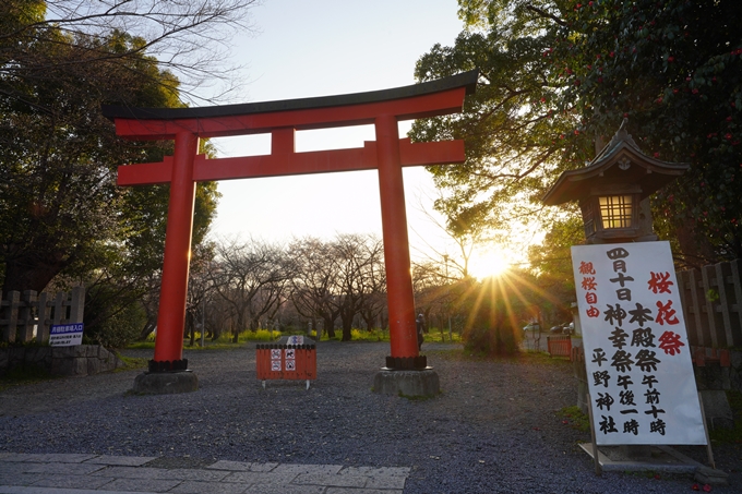 平野神社_桜_2023　No2