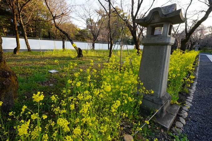 平野神社_桜_2023　No3