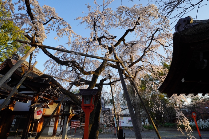 平野神社_桜_2023　No4