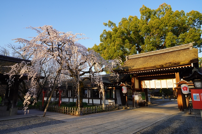 平野神社_桜_2023　No5