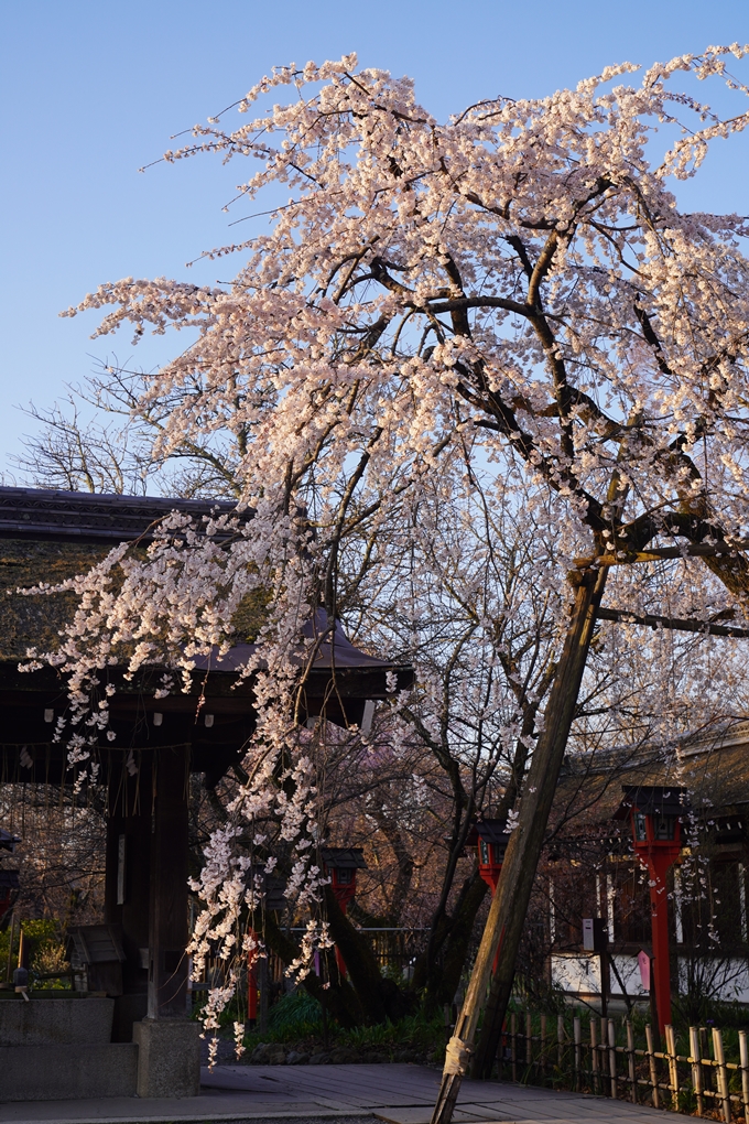 平野神社_桜_2023　No6