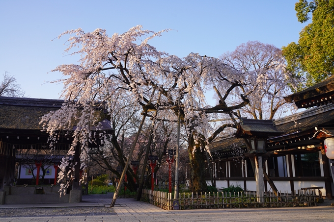 平野神社_桜_2023　No7