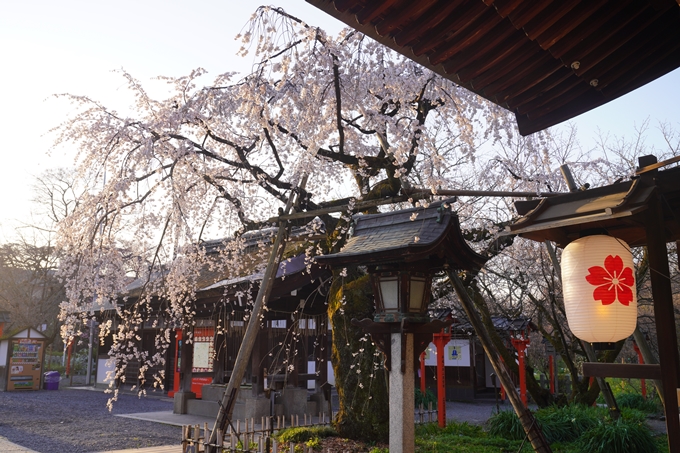 平野神社_桜_2023　No8