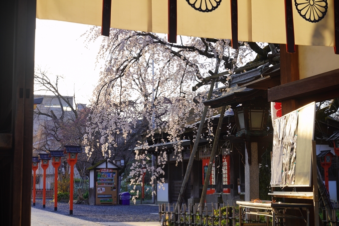 平野神社_桜_2023　No9