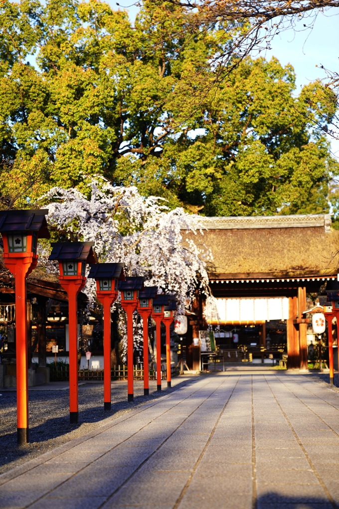 平野神社_桜_2023　No11