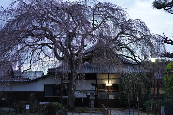 本満寺_糸桜_2023　No2