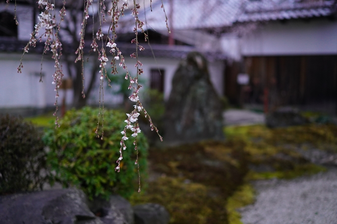 本満寺_糸桜_2023　No3