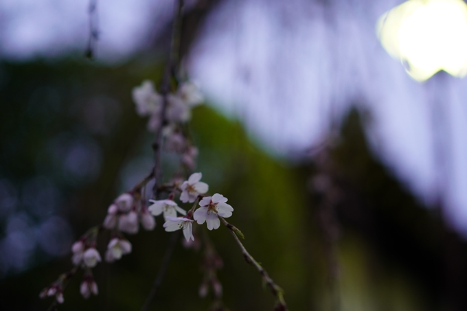 本満寺_糸桜_2023　No4