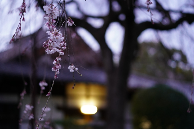 本満寺_糸桜_2023　No5