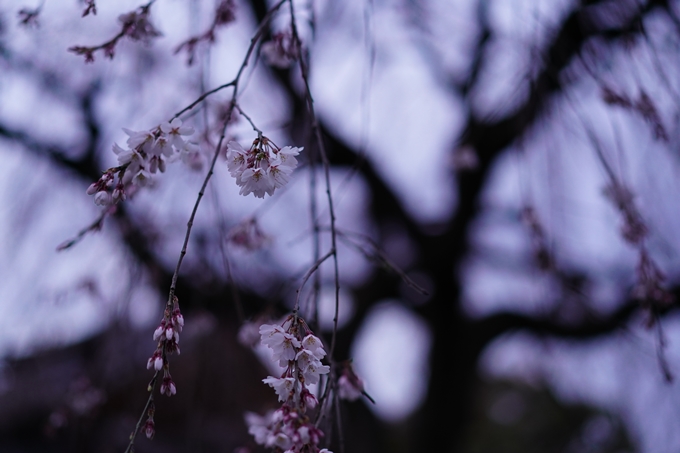 本満寺_糸桜_2023　No6