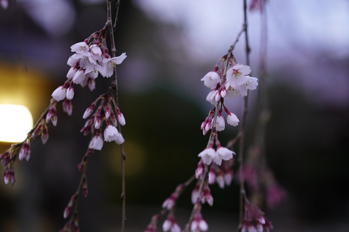 本満寺_糸桜_2023　No7