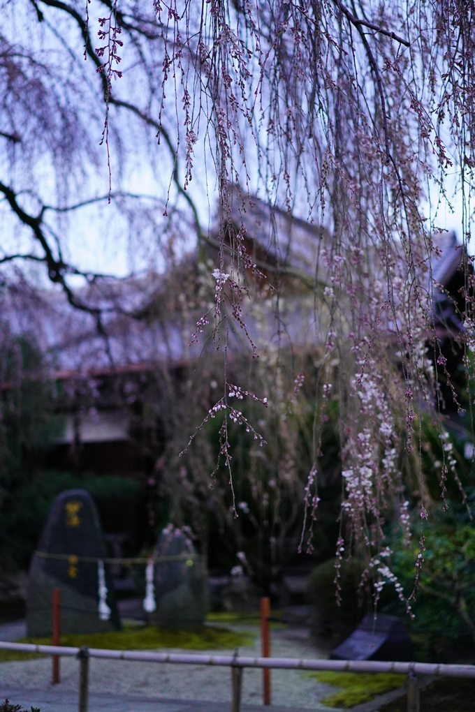 本満寺_糸桜_2023　No8