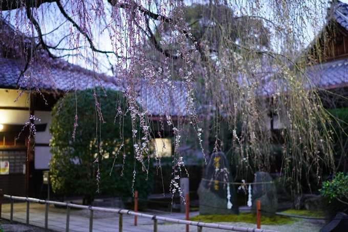 本満寺_糸桜_2023　No9